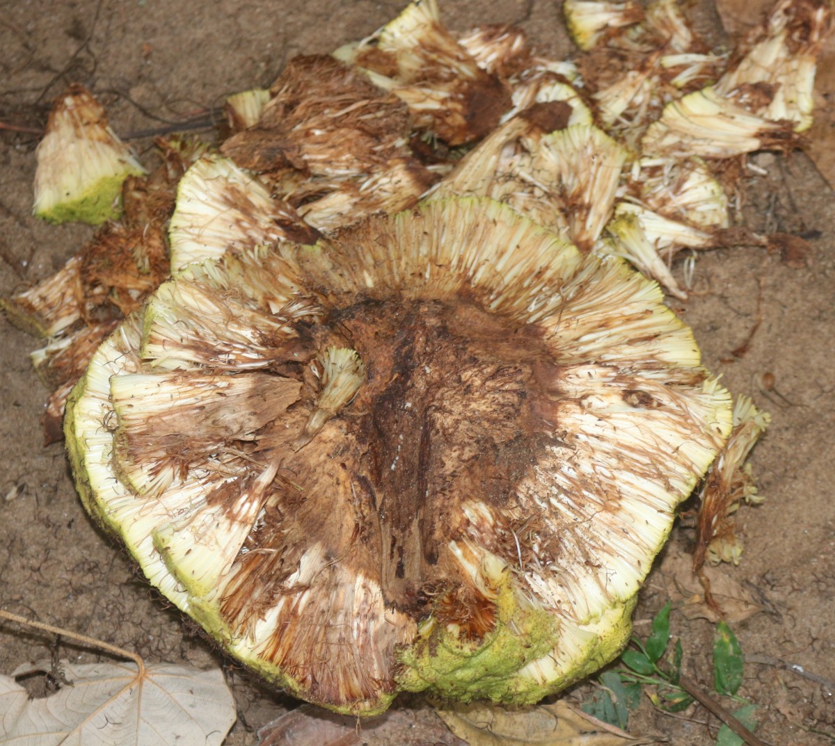 Treculia africana Decne. ex Trécul